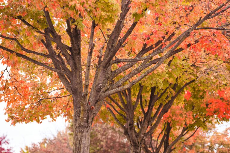 ohio champion trees lewis center ohio champion trees