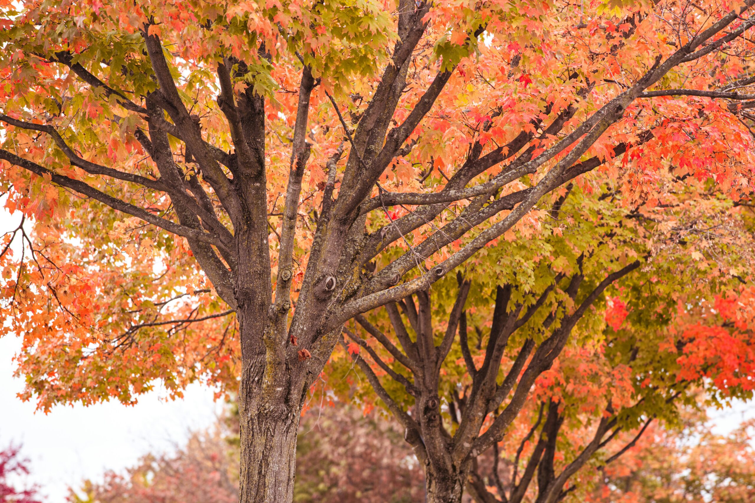 ohio champion trees lewis center ohio champion trees